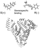 Graphical abstract: Binding of a chiral drug to a protein: an investigation of the 2-(3-benzoylphenyl)propionic acid/bovine serum albumin system by circular dichroism and fluorescence