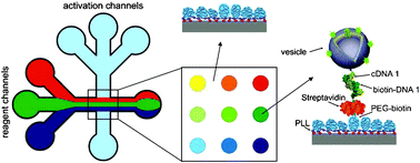 Graphical abstract: A novel crossed microfluidic device for the precise positioning of proteins and vesicles