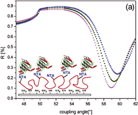 Graphical abstract: Formation of layered titania and zirconia catalysed by surface-bound silicatein
