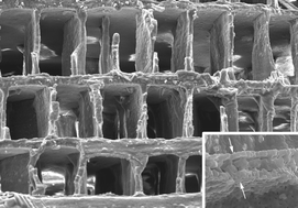 Graphical abstract: Hydroxyapatite scaffolds hydrothermally grown from aragonitic cuttlefish bones