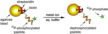 Graphical abstract: Lanthanide-mediated phosphoester hydrolysis and phosphate elimination from phosphopeptides