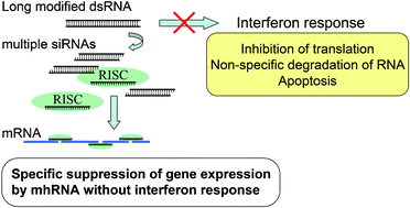 Graphical abstract: Escape from the interferon response associated with RNA interference using vectors that encode long modified hairpin-RNA