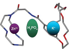 Graphical abstract: Positive ion pair cooperativity exhibited for the binding of phosphate under physiological conditions