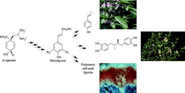 Graphical abstract: Dissection of lignin macromolecular configuration and assembly: Comparison to related biochemical processes in allyl/propenyl phenol and lignan biosynthesis