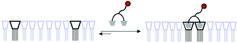 Graphical abstract: Dynamic multivalent recognition of cyclodextrin vesicles