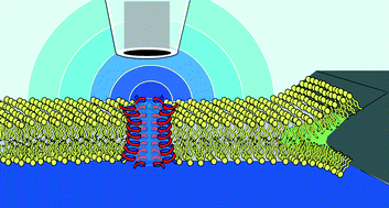 Graphical abstract: Imaging of voltage-gated alamethicin pores in a reconstituted bilayer lipid membrane via scanning electrochemical microscopy