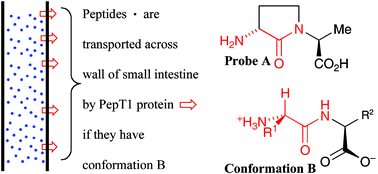 Graphical abstract: Conformational and spacial preferences for substrates of PepT1