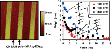 Graphical abstract: Synthesis, preparation, and conformation of stimulus-responsive end-grafted poly(methacrylic acid-g-ethylene glycol) layers