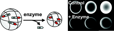 Graphical abstract: Enzyme responsive polymer hydrogel beads