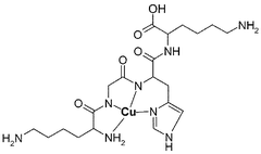 Graphical abstract: Inactivation of human angiotensin converting enzyme by copper peptide complexes containing ATCUN motifs