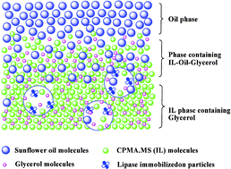 Graphical abstract: Lipase-catalyzed glycerolysis of fats and oils in ionic liquids: a further study on the reaction system