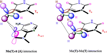 Graphical abstract: The 5-Me of thyminyl (T) interaction with the neighboring nucleobases dictate the relative stability of isosequential DNA–RNA hybrid duplexes