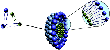 Graphical abstract: Archaeosomes based on novel synthetic tetraether-type lipids for the development of oral delivery systems