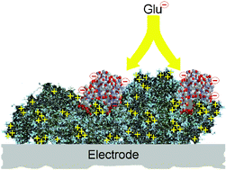 Graphical abstract: The efficiency of immobilised glutamate oxidase decreases with surface enzyme loading: an electrostatic effect, and reversal by a polycation significantly enhances biosensor sensitivity
