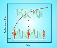 Graphical abstract: DNA-intercalation on pyrene modified surface coatings