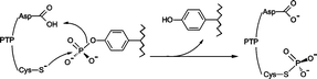 Graphical abstract: Specific parametrisation of a hybrid potential to simulate reactions in phosphatases