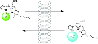 Graphical abstract: Prodigiosin is a chloride carrier that can function as an anion exchanger