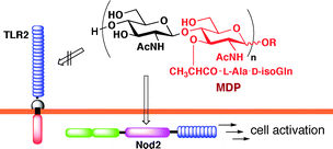 Graphical abstract: Synthesis of peptidoglycan fragments and evaluation of their biological activity