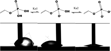 Graphical abstract: Three-stage switching of surface wetting using phosphate-bearing polymer brushes