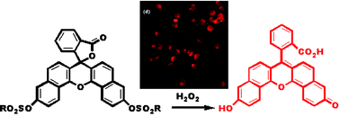 Graphical abstract: Strong red fluorescent probes suitable for detecting hydrogen peroxide generated by mice peritoneal macrophages