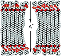 Graphical abstract: Development of synthetic membrane transporters for anions