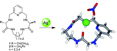 Graphical abstract: Silver complexes of peptidomimetic polyazapyridinophanes. The influence of the bonding cavity size and the nature of side chains