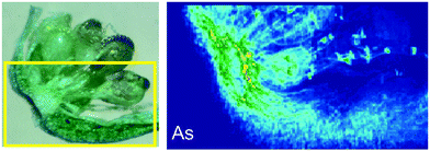 Graphical abstract: Arsenic distribution and speciation in an arsenic hyperaccumulator fern by X-ray spectrometry utilizing a synchrotron radiation source