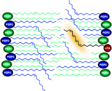 Graphical abstract: Probing the influence of cis–trans isomers on model lipid membrane fluidity using cis-parinaric acid and a stop-flow technique