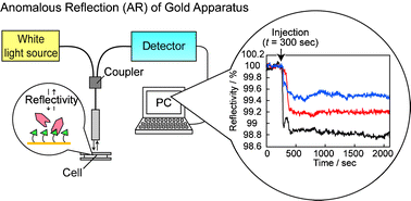 Graphical abstract: Anomalous reflection of gold applicable for a practical protein-detecting chip platform