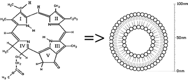 Graphical abstract: Physical and chemical properties of pyropheophorbide-a methyl ester in ethanol, phosphate buffer and aqueous dispersion of small unilamellar dimyristoyl-l-α-phosphatidylcholine vesicles