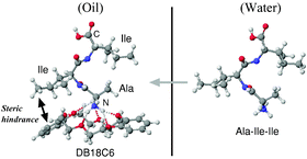 Graphical abstract: Quantitative analysis of the structure–hydrophobicity relationship for di- and tripeptides based on voltammetric measurements with an oil/water interface