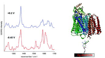 Graphical abstract: Long distance electron transfer in cytochrome c oxidase immobilised on electrodes. A surface enhanced resonance Raman spectroscopic study