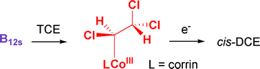 Graphical abstract: On the role of alkylcobalamins in the vitamin B12-catalyzed reductive dehalogenation of perchloroethylene and trichloroethylene