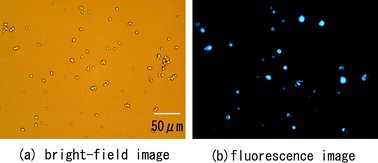 Graphical abstract: Application of time- and space-resolved fluorescence spectroscopy to the distribution of guest species into micrometer-sized zeolite crystals