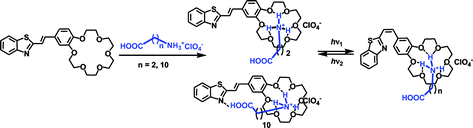 Graphical abstract: Supramolecular assemblies of crown-containing 2-styrylbenzothiazole with amino acids