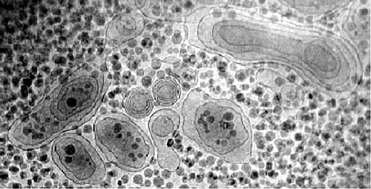 Graphical abstract: Capturing nanoscopic length scales and structures by polymerization in microemulsions