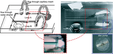 Graphical abstract: Steady flow generation in microcirculatory systems