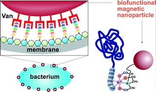 Graphical abstract: Biofunctional magnetic nanoparticles for protein separation and pathogen detection