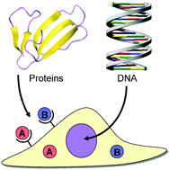 Graphical abstract: Inductive tissue engineering with protein and DNA-releasing scaffolds