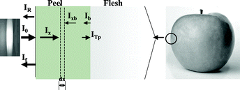 Graphical abstract: A model considering light reabsorption processes to correct in vivo chlorophyll fluorescence spectra in apples