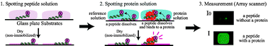 Graphical abstract: A novel peptide microarray for protein detection and analysis utilizing a dry peptide array system