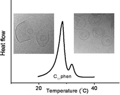 Graphical abstract: The influence of phenyl and phenoxy modification in the hydrophobic tails of di-n-alkyl phosphate amphiphiles on aggregate morphology