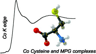 Graphical abstract: XAS Investigation of biorelevant cobalt complexes in aqueous media