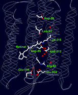 Graphical abstract: Bacteriorhodopsin-like proteins of eubacteria and fungi: the extent of conservation of the haloarchaeal proton-pumping mechanism