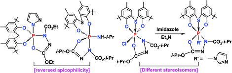 Graphical abstract: Structurally diverse penta- and hexacoordinate phosphorus compounds from the reaction of diethyl or diisopropyl azodicarboxylates with phosphorus(iii) compounds