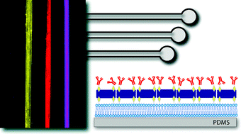 Graphical abstract: Immunosensing of Staphylococcus enterotoxin B (SEB) in milk with PDMS microfluidic systems using reinforced supported bilayer membranes (r-SBMs)