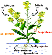 Graphical abstract: Localization and speciation of selenium and mercury in Brassica juncea—implications for Se–Hg antagonism
