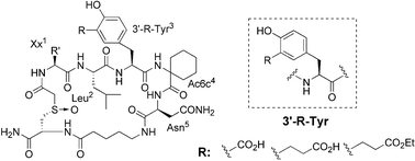 Graphical abstract: Utilization of 3′-carboxy-containing tyrosine derivatives as a new class of phosphotyrosyl mimetics in the preparation of novel non-phosphorylated cyclic peptide inhibitors of the Grb2–SH2 domain