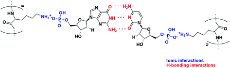 Graphical abstract: DNA-analogous structures from deoxynucleophosphates and polylysine by ionic self-assembly