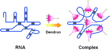 Graphical abstract: Cooperative binding and self-assembling behavior of cationic low molecular-weight dendrons with RNA molecules